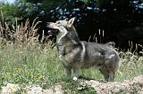 VASGOTASPETS 046